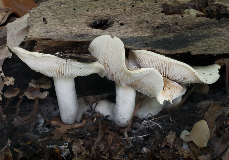 Tricholoma lascivum